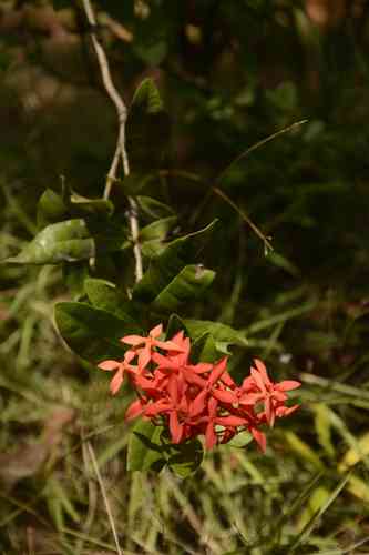 Flame of the woods(Ixora coccinea)
