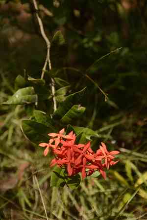 Flame of the woods(Ixora coccinea)