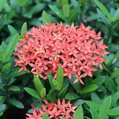 Flame of the woods(Ixora coccinea)