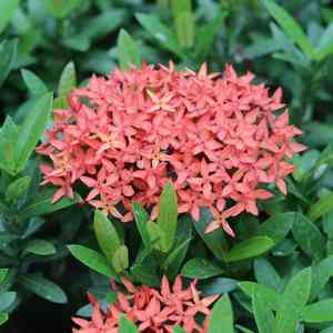 Flame of the woods(Ixora coccinea)