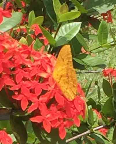 Flame of the woods(Ixora coccinea)