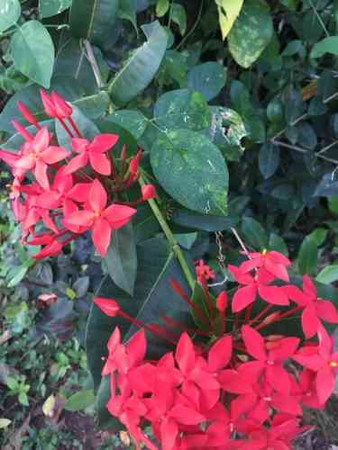 Flame of the woods(Ixora coccinea)