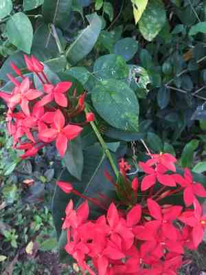 Flame of the woods(Ixora coccinea)