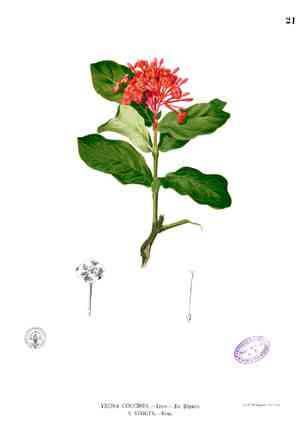 Flame of the woods(Ixora coccinea)