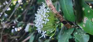 Siamese white ixora(Ixora finlaysoniana)