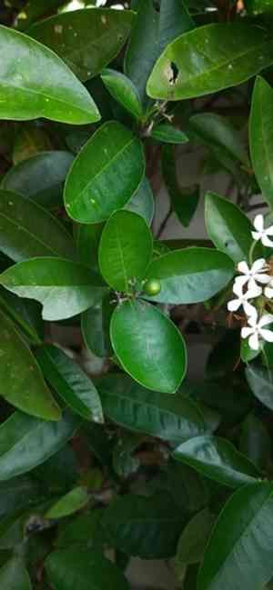Siamese white ixora(Ixora finlaysoniana)