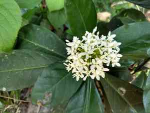 Siamese white ixora(Ixora finlaysoniana)