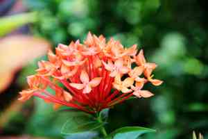 West indian jasmine (Ixora)(Ixora)