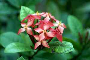 West indian jasmine (Ixora)(Ixora)