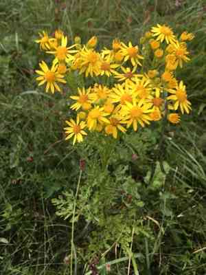 Tansy ragwort(Jacobaea vulgaris)
