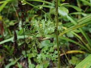 Tansy ragwort(Jacobaea vulgaris)