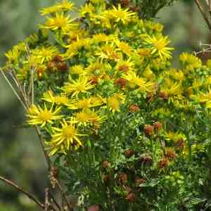 Tansy ragwort(Jacobaea vulgaris)