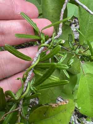 Havana clustervine(Jacquemontia havanensis)