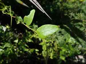 Havana clustervine(Jacquemontia havanensis)