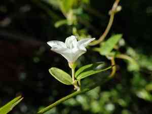 Havana clustervine(Jacquemontia havanensis)