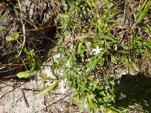 Havana clustervine(Jacquemontia havanensis)