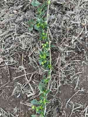 Oval-leaf clustervine(Jacquemontia ovalifolia)