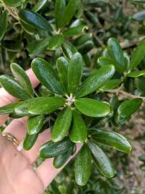 Joewood(Jacquinia keyensis)