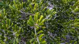 Joewood(Jacquinia keyensis)
