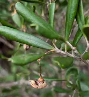 Joewood(Jacquinia keyensis)