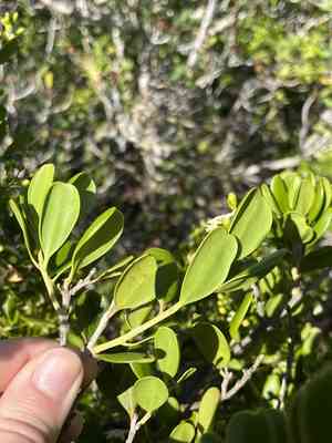 Joewood(Jacquinia keyensis)