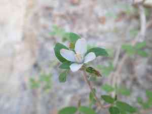 Fourpetal cliffbush(Jamesia tetrapetala)