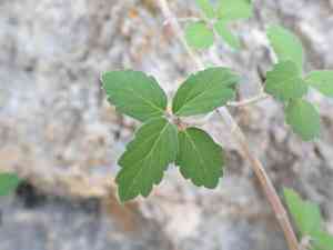 Fourpetal cliffbush(Jamesia tetrapetala)