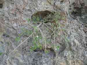 Fourpetal cliffbush(Jamesia tetrapetala)