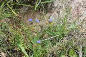 Sheep's-bit(Jasione montana)
