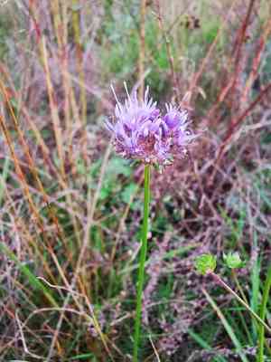 Sheep's-bit(Jasione montana)