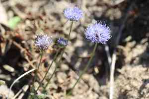 Sheep's-bit(Jasione montana)