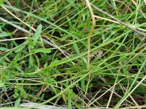 Sheep's-bit(Jasione montana)