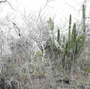 Candelabra cactus(Jasminocereus thouarsii)