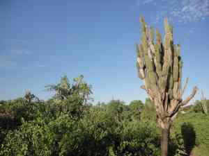Candelabra cactus(Jasminocereus thouarsii)
