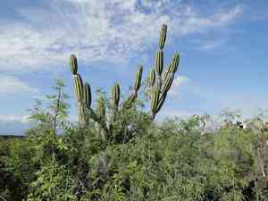 Candelabra cactus(Jasminocereus thouarsii)