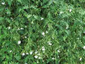 Spanish jasmine(Jasminum grandiflorum)