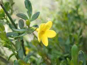 Winter jasmine(Jasminum nudiflorum)