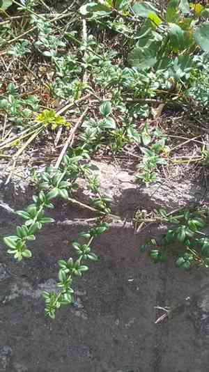 Winter jasmine(Jasminum nudiflorum)