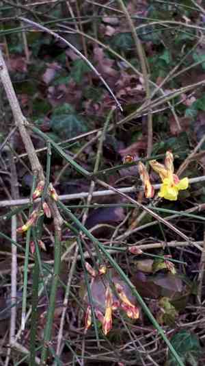 Winter jasmine(Jasminum nudiflorum)