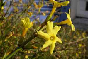 Winter jasmine(Jasminum nudiflorum)