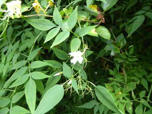 Common jasmine(Jasminum officinale)