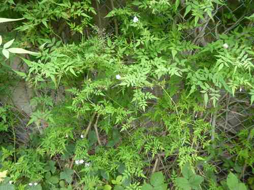 Common jasmine(Jasminum officinale)