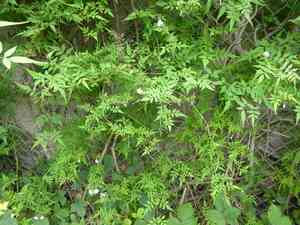 Common jasmine(Jasminum officinale)