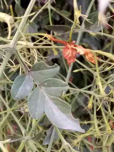 Common jasmine(Jasminum officinale)