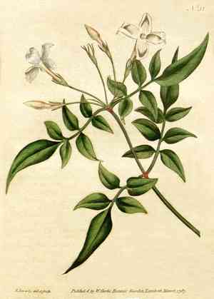 Common jasmine(Jasminum officinale)