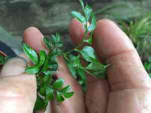 Pink jasmine(Jasminum polyanthum)