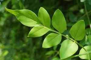 Pink jasmine(Jasminum polyanthum)