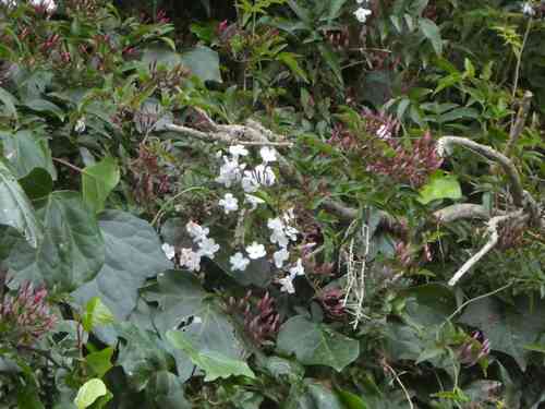 Pink jasmine(Jasminum polyanthum)