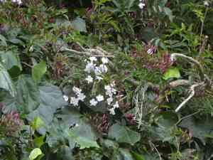 Pink jasmine(Jasminum polyanthum)