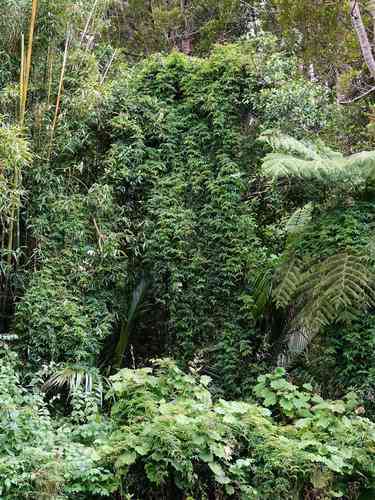 Pink jasmine(Jasminum polyanthum)